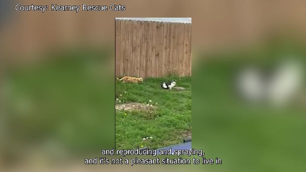Kearney Rescue Cats